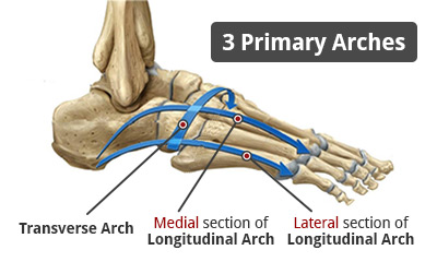 3 Primary Arches | Transverse Arch, Medial & Lateral Longitudinal Arch